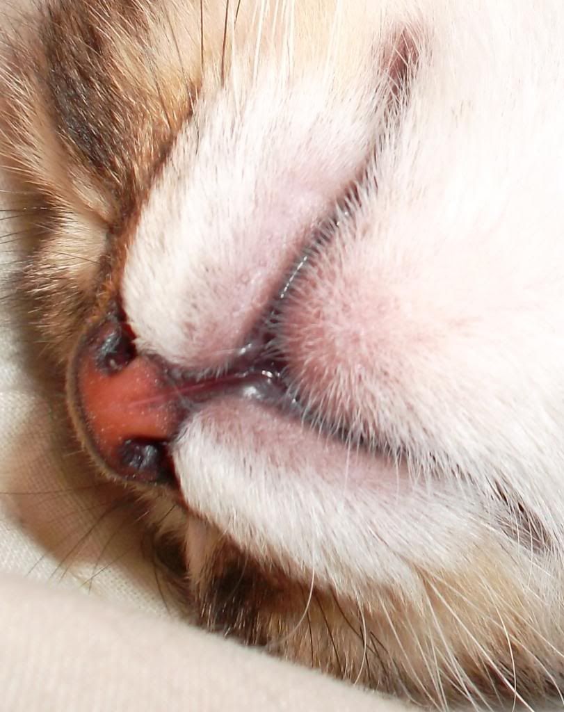 What color's your cat's nose? - Page 3 - Cat Forum : Cat Discussion Forums