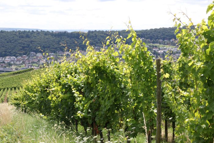 photo 13_Vineyards_zpsa09c5812.jpg
