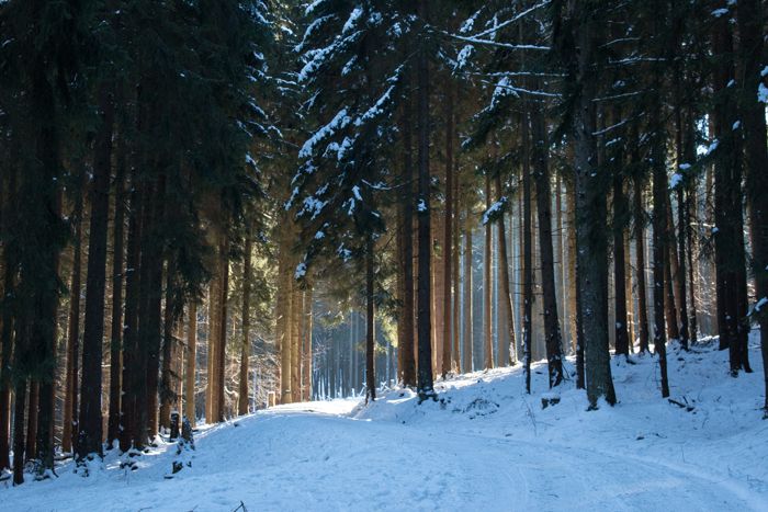 photo 12_Germany Forest Snow_zpslp4x1utv.jpg