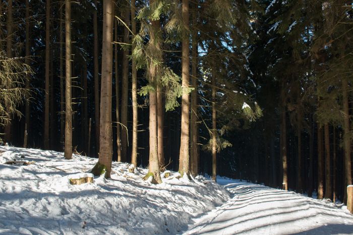 photo 14_Germany Forest Snow_zpsqmcazwbq.jpg