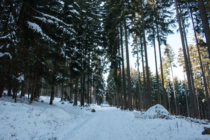 photo 15_Germany Forest Snow_zpsl1n3lojp.jpg