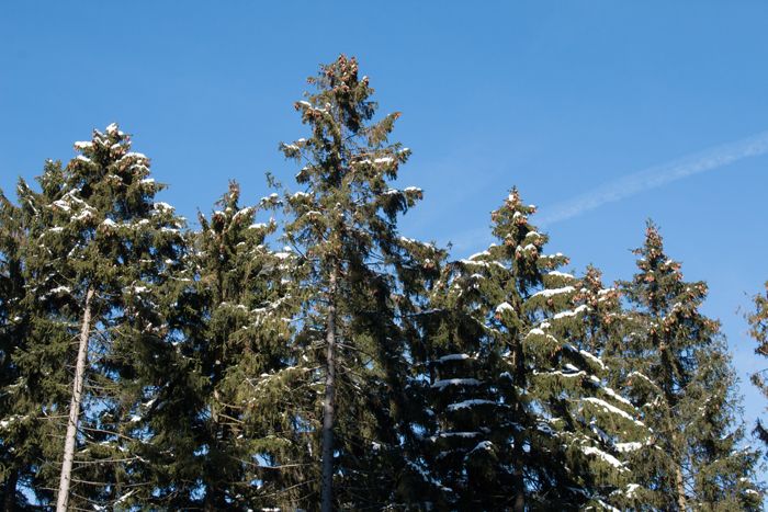 photo 17_Forest Germany Taunus_zpsio6vskni.jpg