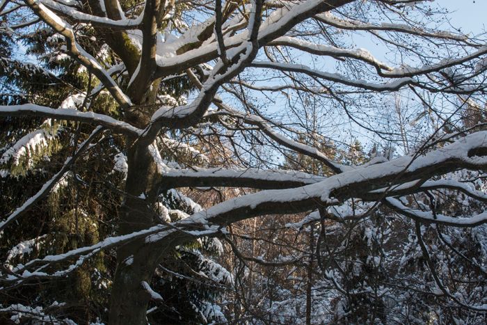photo 20_Germany Snow Taunus_zpsjvkzt6ar.jpg