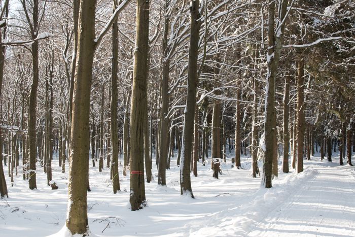 photo 27_WInter Landscape Snow_zpsgknmql0m.jpg