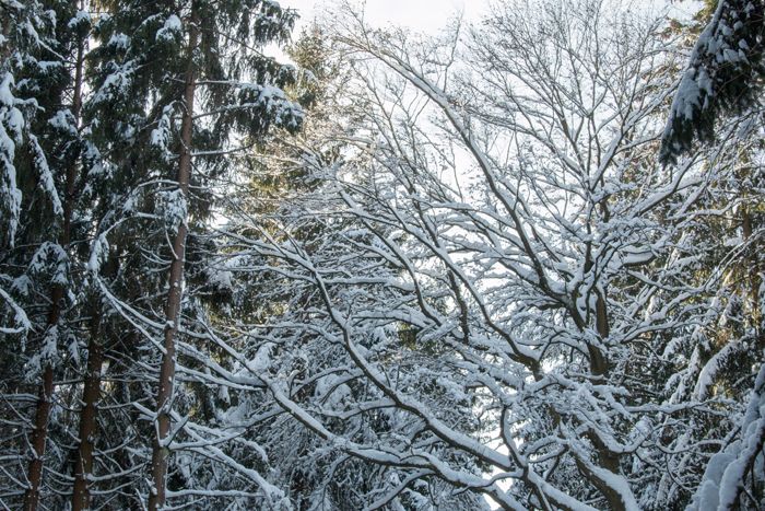 photo 28_Winter_zpsiewgkphy.jpg