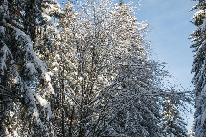 photo 31_Winter Landscape_zps2in2gpyw.jpg