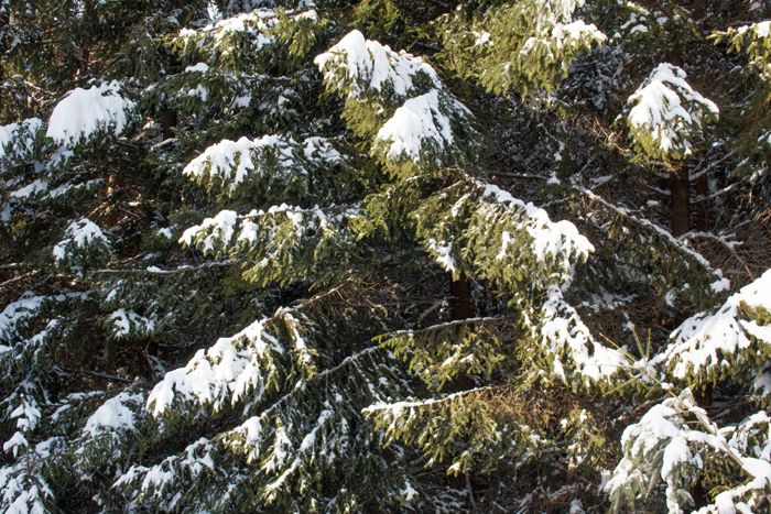 photo 36_Winter_zpshwh7tbv1.jpg