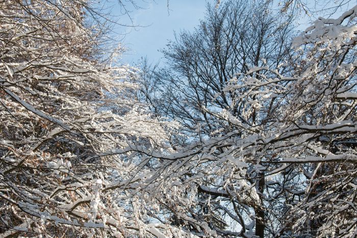 photo 40_Winter_zpsajkejowl.jpg