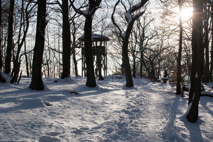 photo 45_Forest Winter_zpszropvvmu.jpg