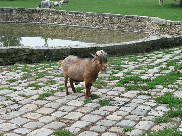 photo 11_Goat_zps10534d60.jpg