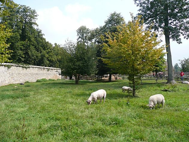 photo 13_AnimalsinVersailles_zps65d9ed7f.jpg