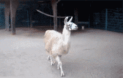photo tumblr_mc534eTak91r6ebwz_zps2e54cd8f.gif