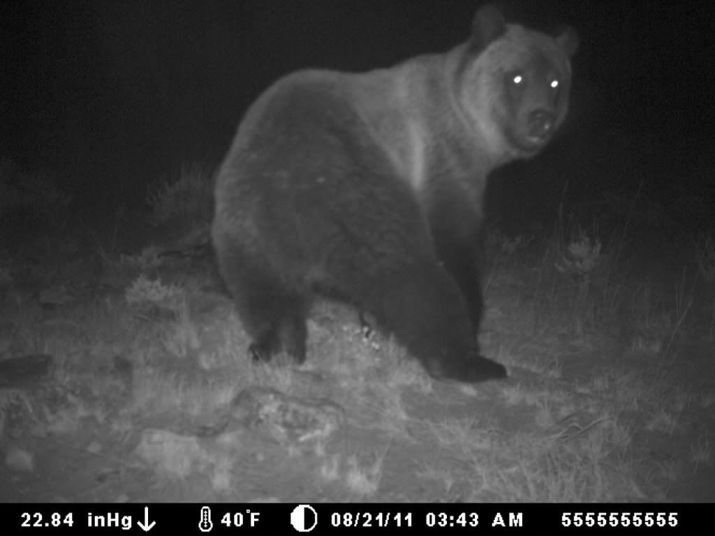 bear1.jpg