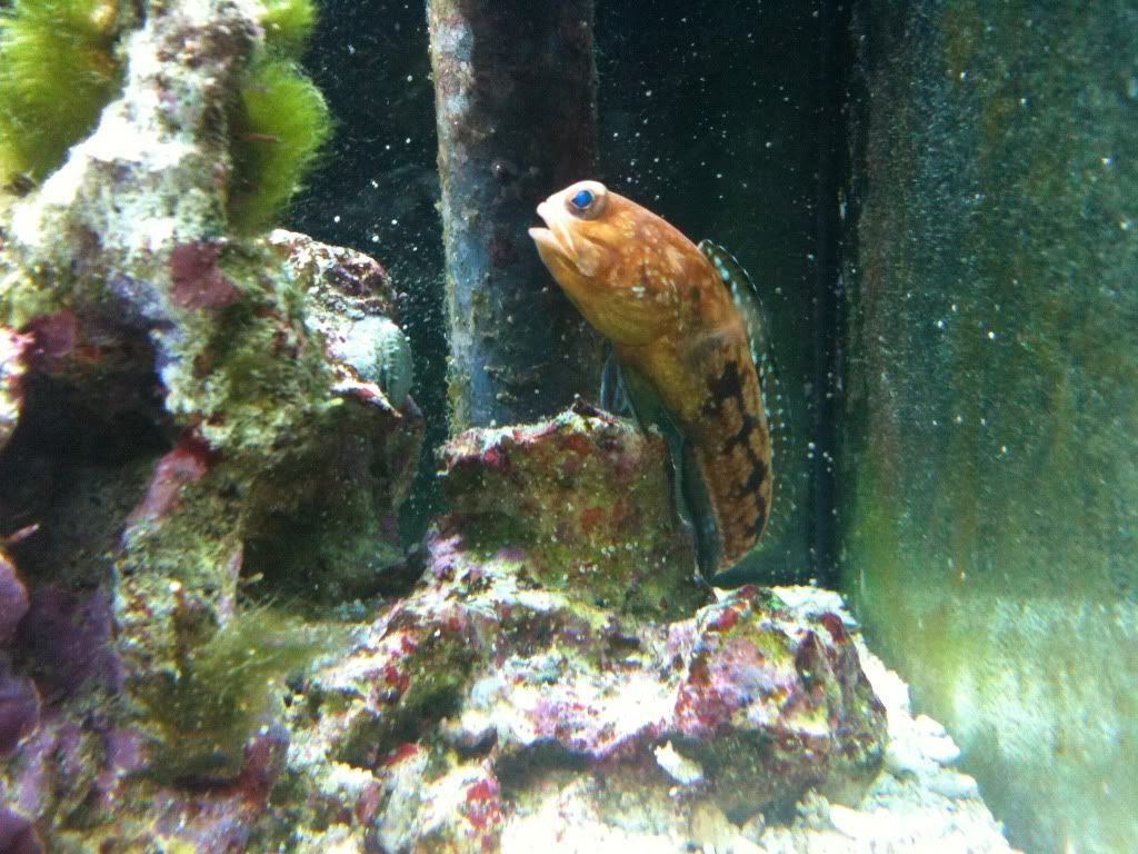 Red Head Jawfish