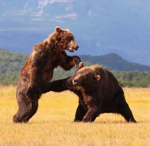 bear-low-blow.jpg