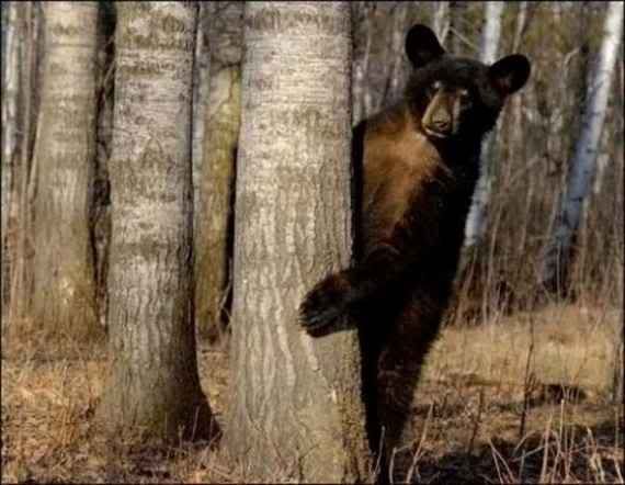 bears3.jpg
