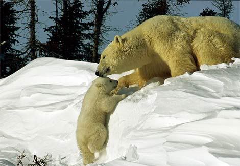 polar-bear-coaxing-baby.jpg