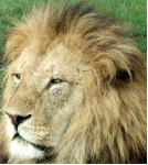 lion.png