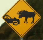 mooseaccident.png