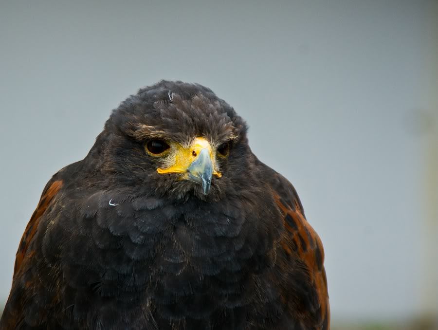 Fotografie