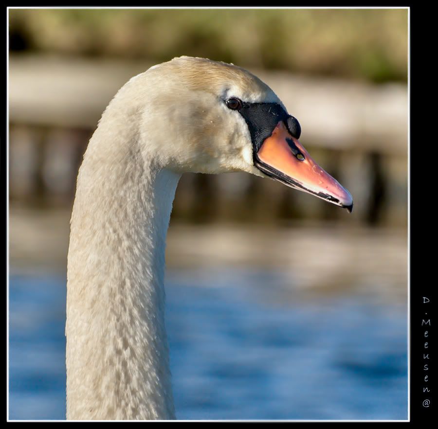 Fotografie