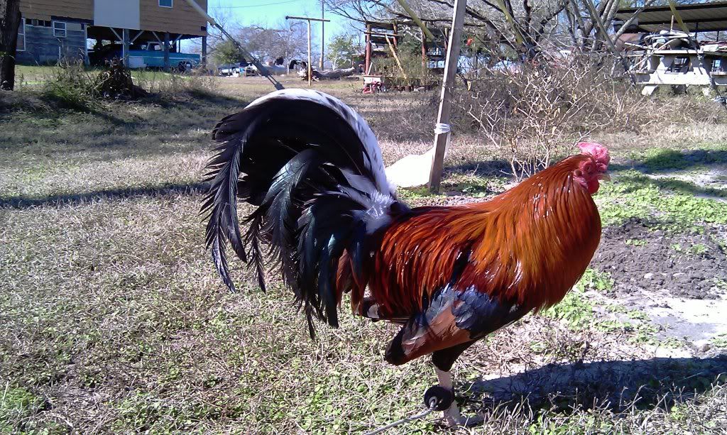 sleepyhollowgamefarm: Royal Albany brood.