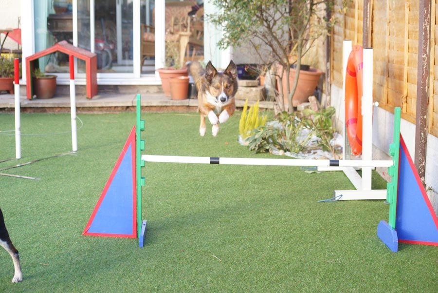 Where to get second hand agility equipment? UK Pet Forums Forum