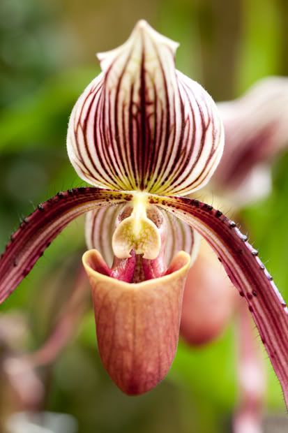 Macro Photography,Taylor Young Photography,Canon 100mm 2.8