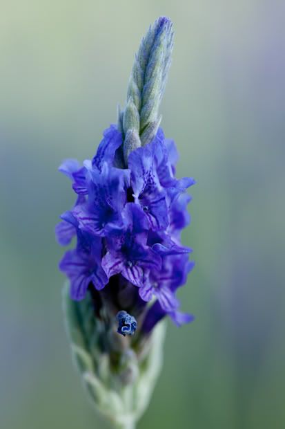 Macro Photography,Taylor Young Photography,Canon 100mm 2.8