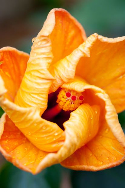 Macro Photography,Taylor Young Photography,Canon 100mm 2.8