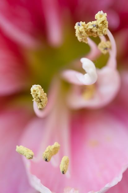 Macro Photography,Taylor Young Photography,Canon 100mm 2.8