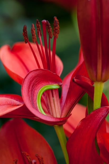 Macro Photography,Taylor Young Photography,Canon 100mm 2.8