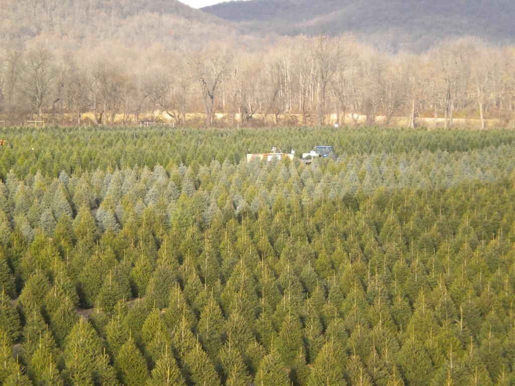 About Our Christmas Trees | Evergreen Valley Christmas Tree Farm - Cut