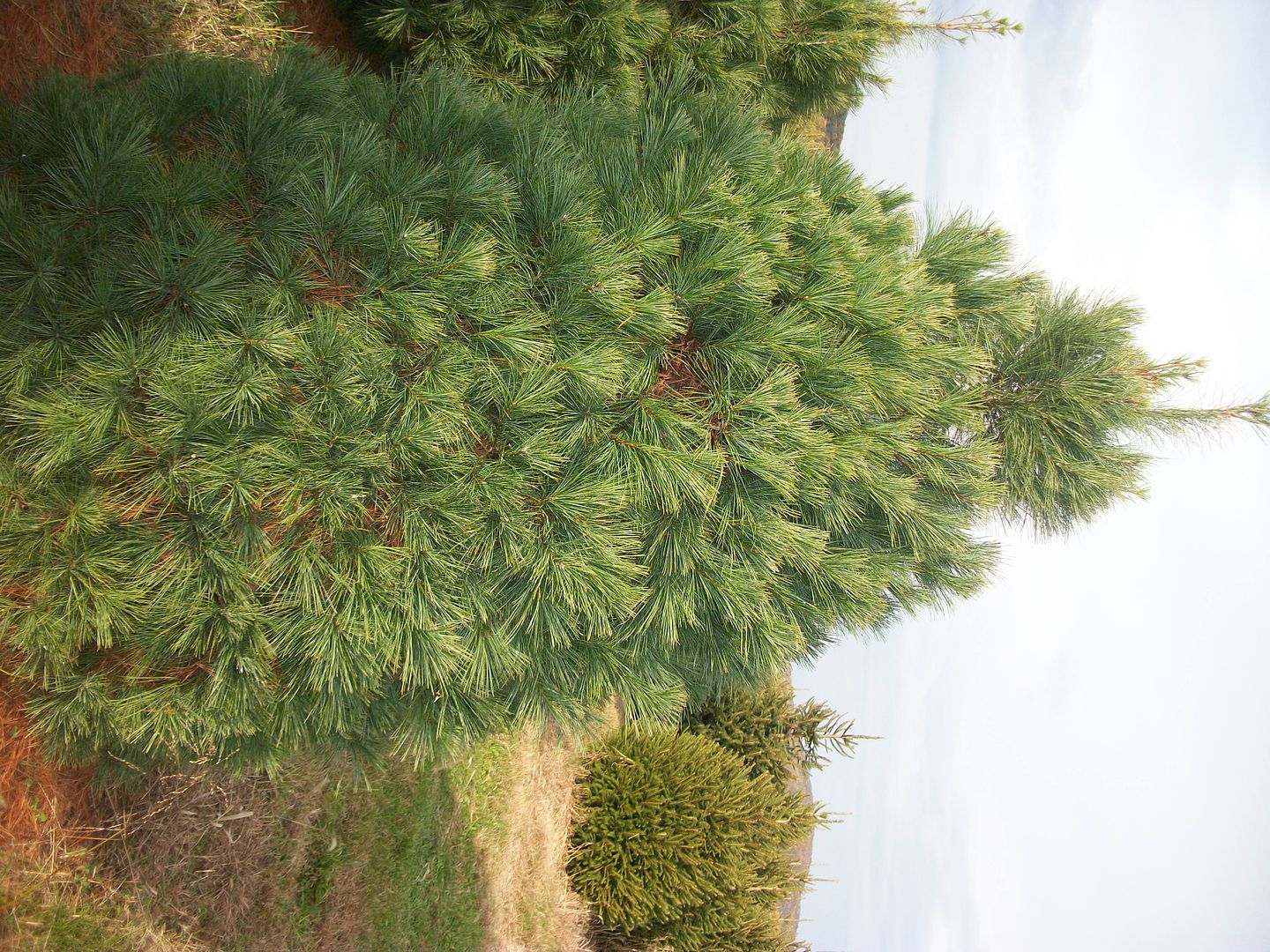 About Our Christmas Trees | Evergreen Valley Christmas ...