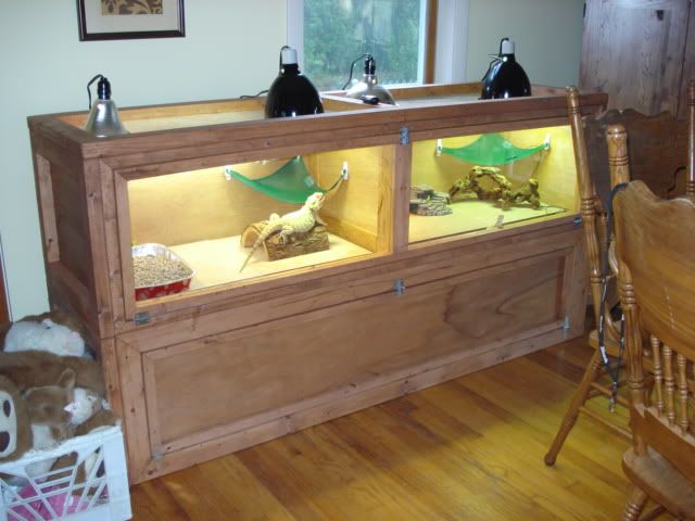 Male Female In Cage With Divider Questions Bearded Dragon Org