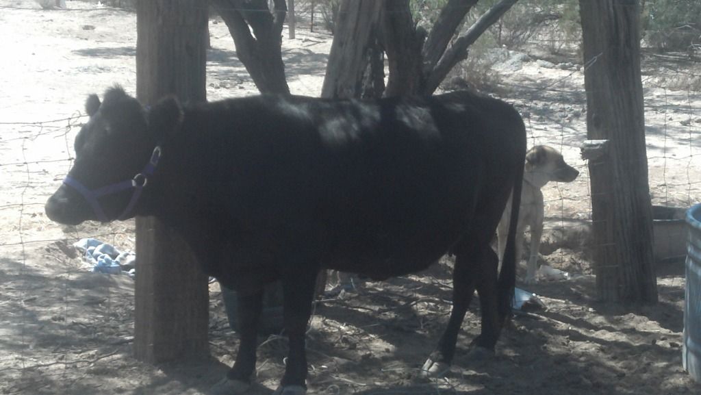 I am now a milker! (or; Ouch my hands!) - Cattle