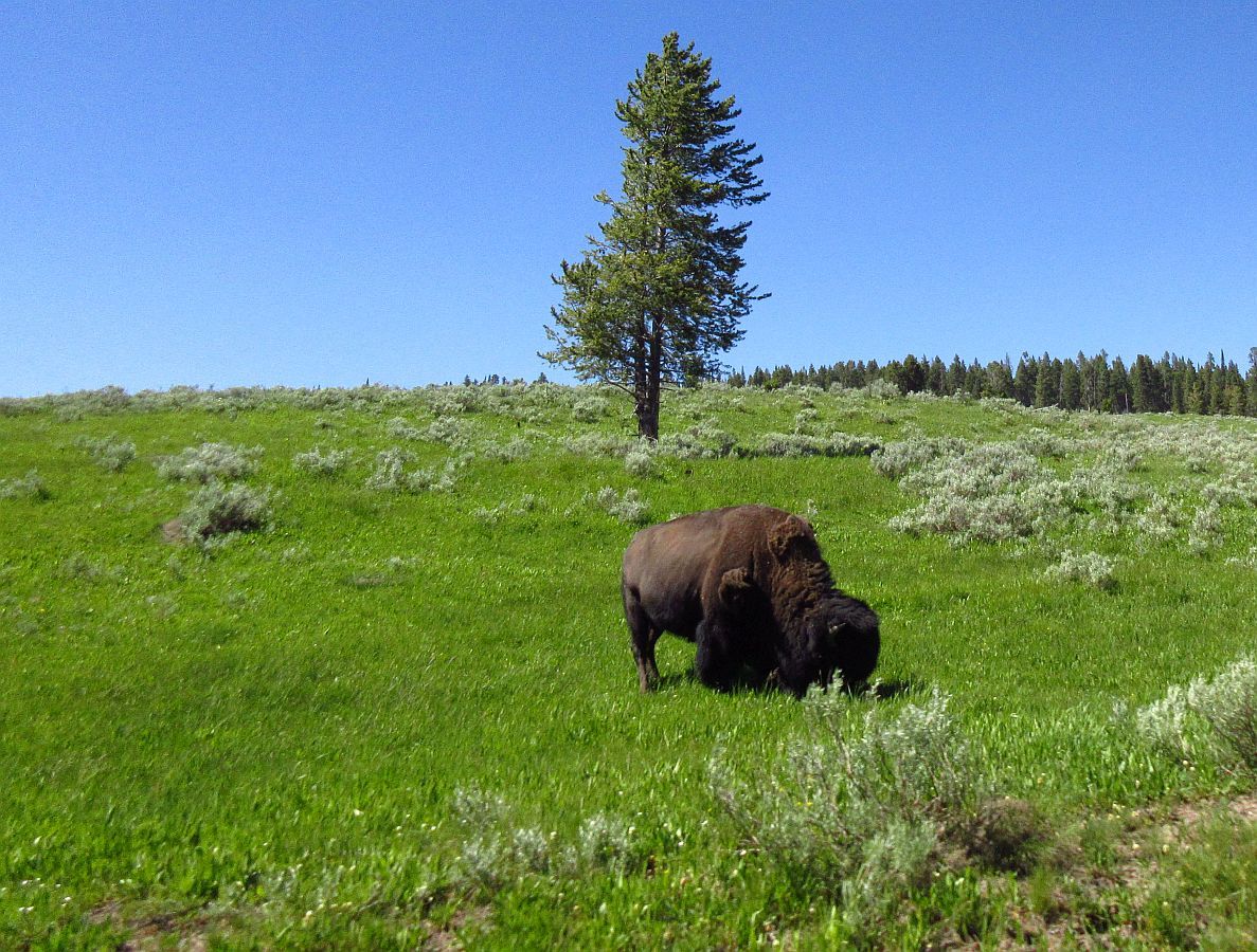 79%20Bison%20Near%20Road_zpspmhehyfv.jpg