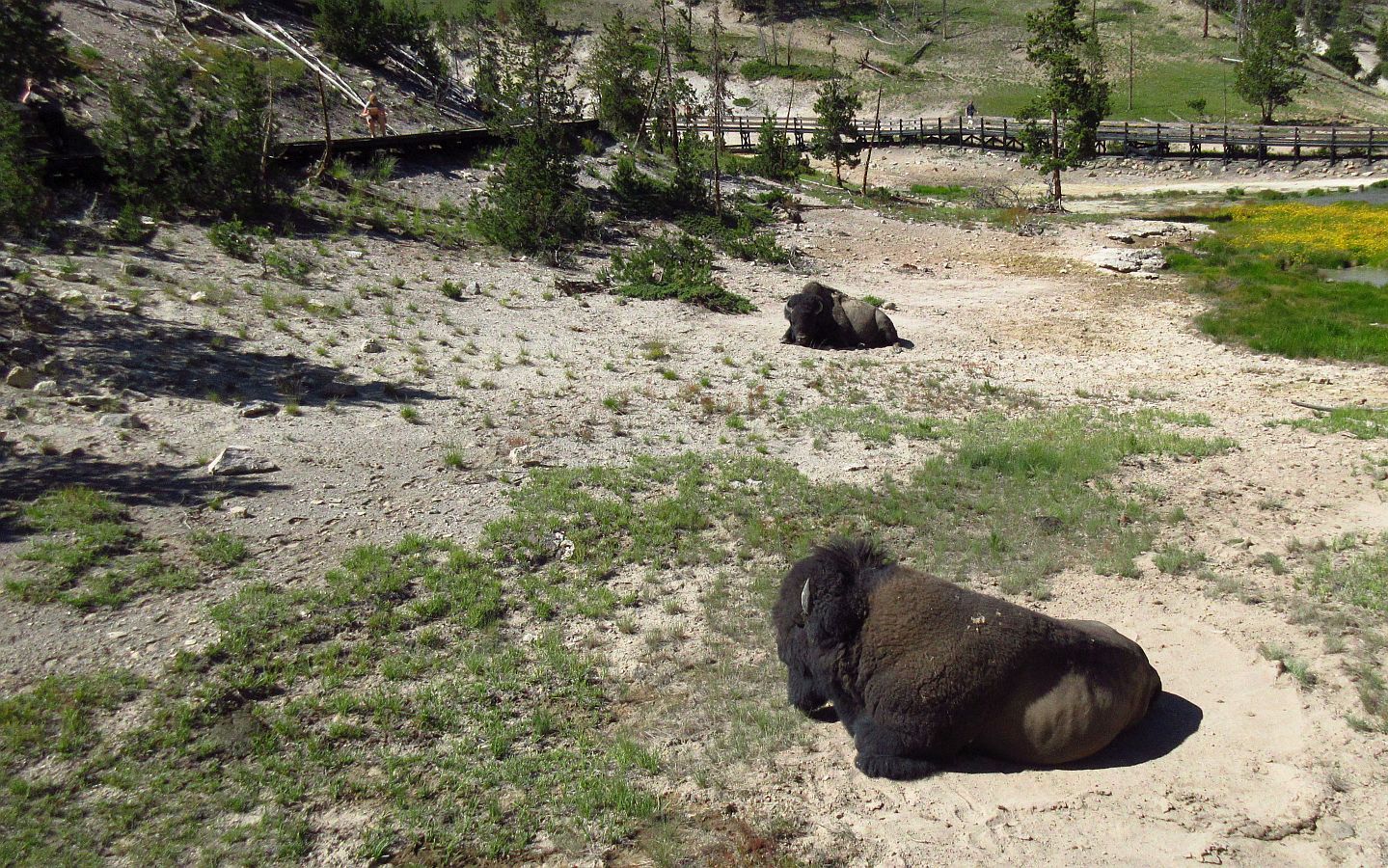 85%20Bison%20at%20Mud%20Volcano_zpsqm9rlozs.jpg