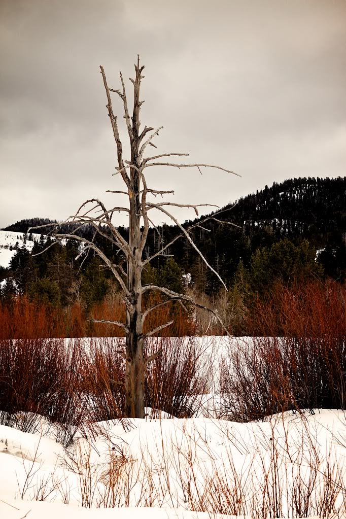 Tree-Utah2.jpg