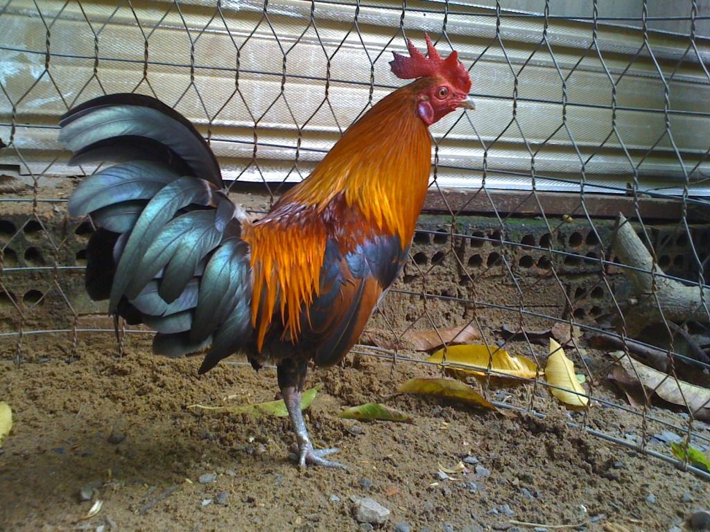 Tre mỹ rừng ( biên hòa - đồng nai) - 9