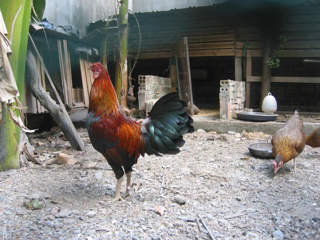 Tre mỹ rừng ( biên hòa - đồng nai) - 17