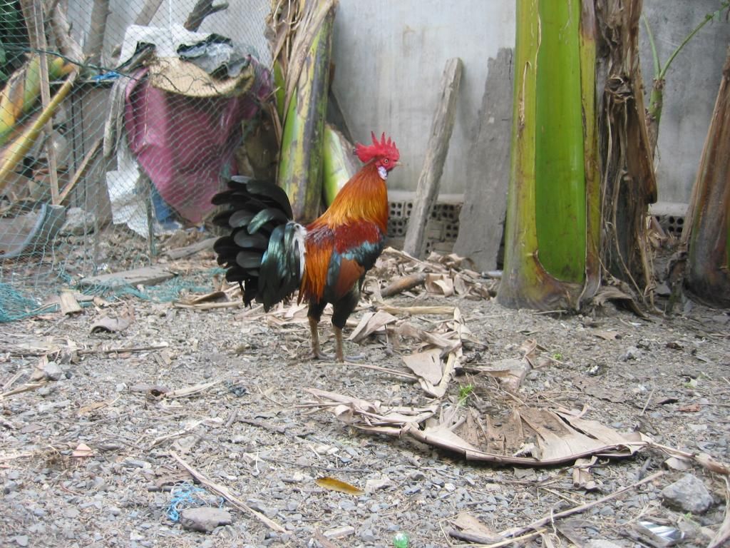 Tre mỹ rừng ( biên hòa - đồng nai) - 5