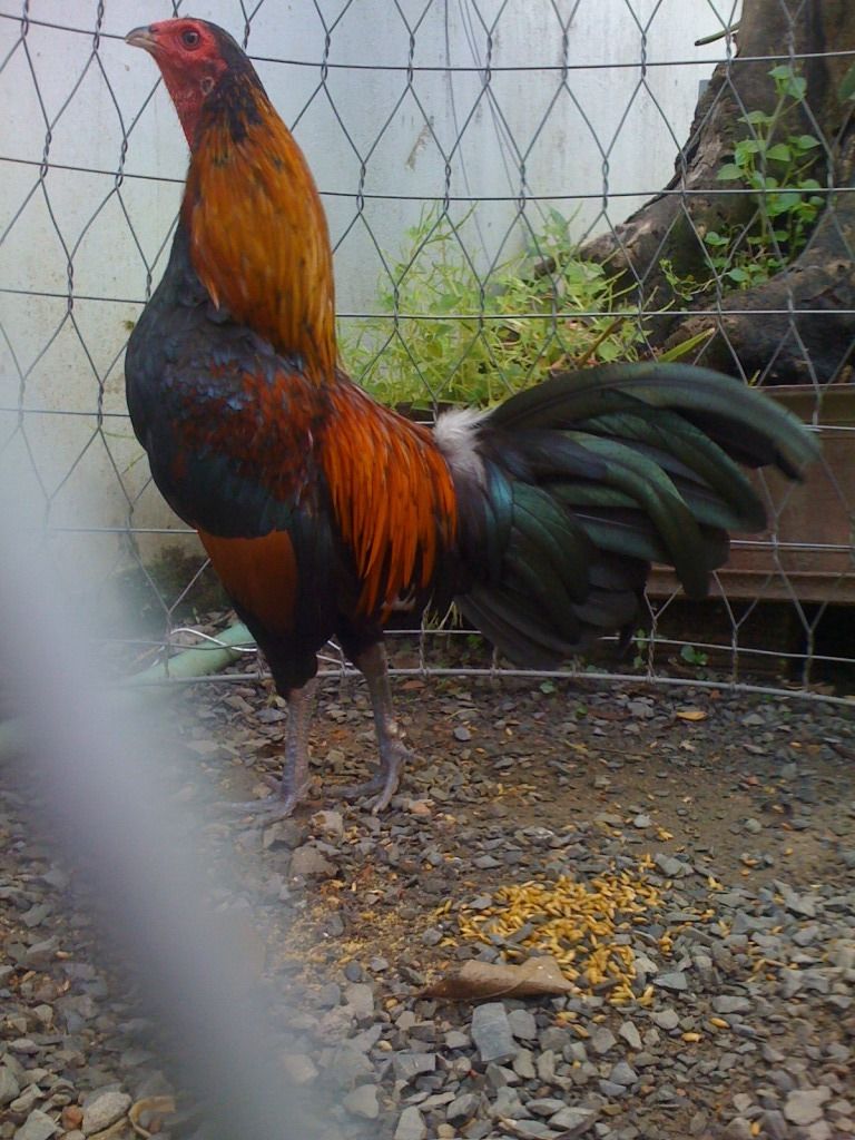 Tre mỹ rừng ( biên hòa - đồng nai) - 14