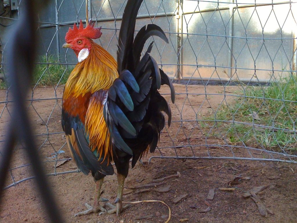 Tre mỹ rừng ( biên hòa - đồng nai) - 13