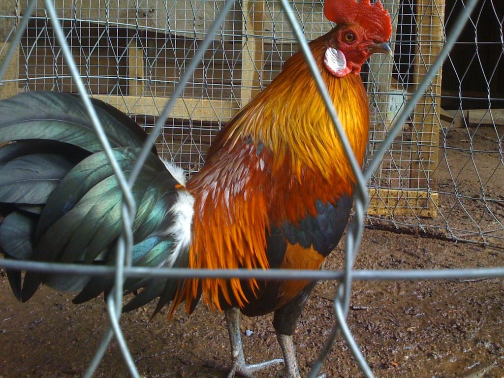 Tre mỹ rừng ( biên hòa - đồng nai) - 12