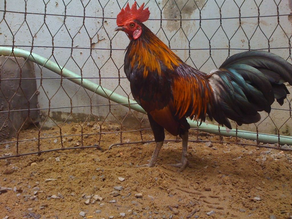 Tre mỹ rừng ( biên hòa - đồng nai) - 11