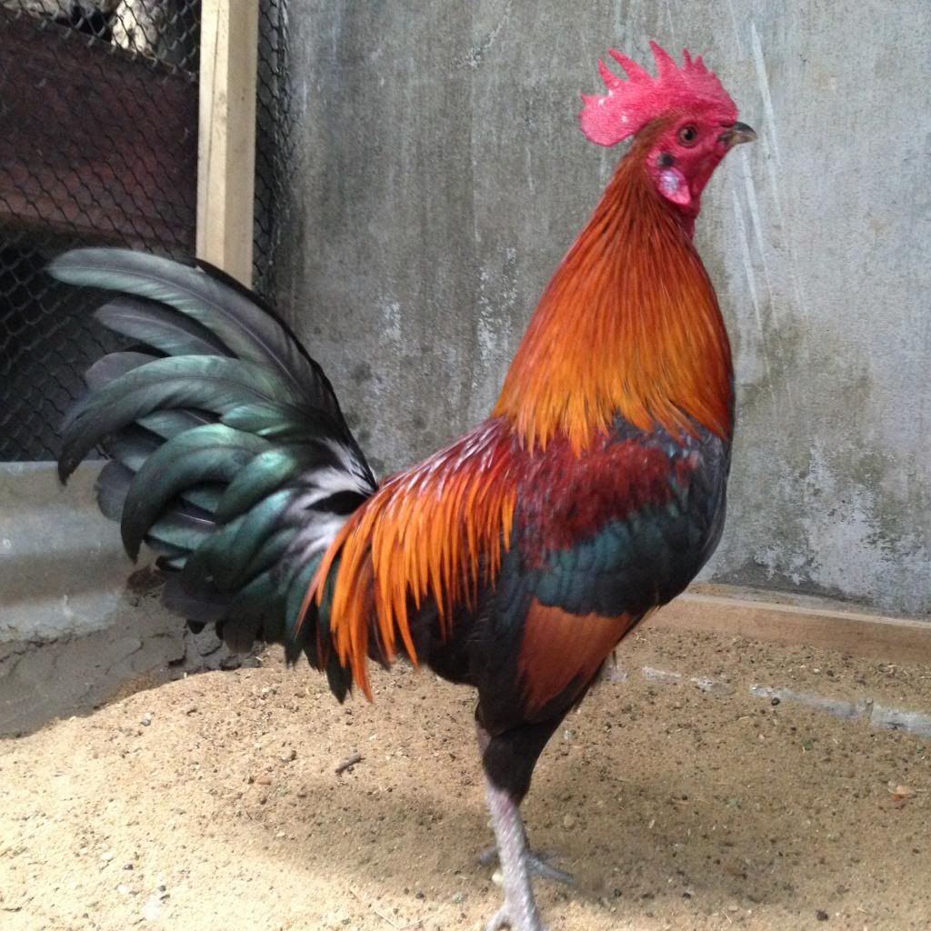 Tre mỹ rừng ( biên hòa - đồng nai) - 6