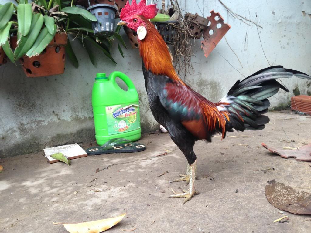 Tre mỹ rừng ( biên hòa - đồng nai) - 2