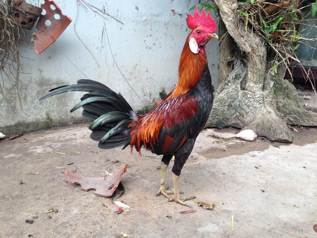 Tre mỹ rừng ( biên hòa - đồng nai) - 3