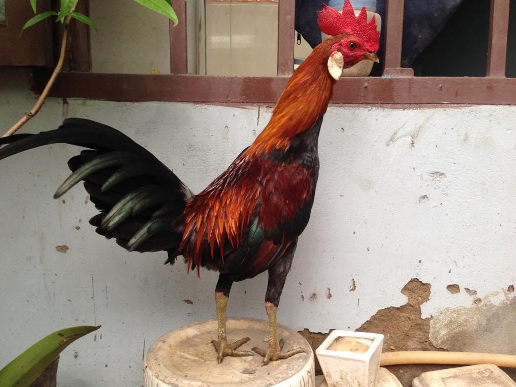 Tre mỹ rừng ( biên hòa - đồng nai) - 1